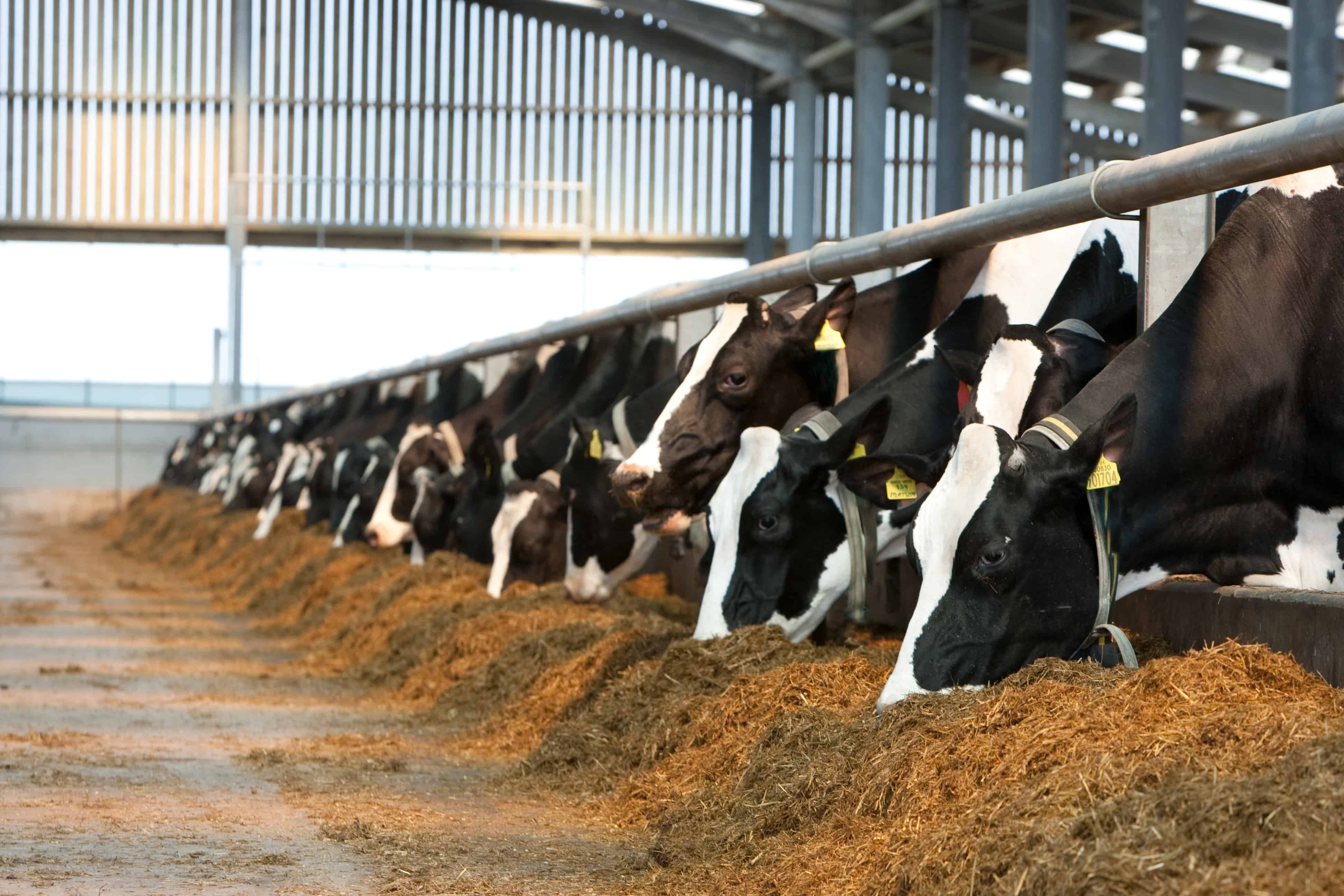 Farmers Should Include Silage In Cow Feed IndianCattle