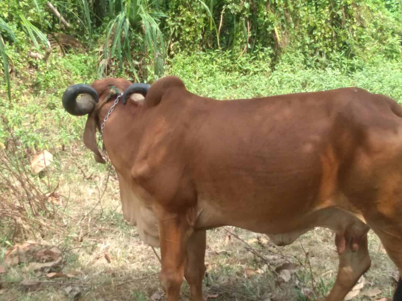 Ramchandra Iduvayil Gaushala