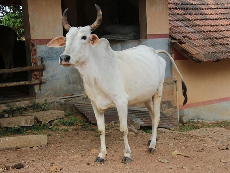 shri-krishan-gopal-goshala-samiti-indiancattle-nagori-breed-gaushala