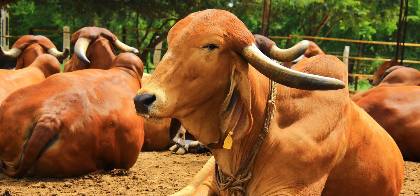 gir-cow-farmers-all-indian-breeds-indian-cattle