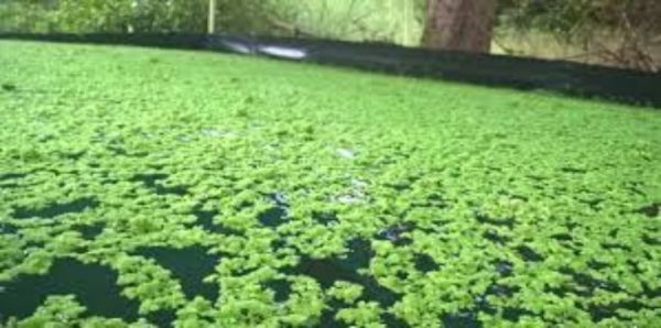 What Is Azolla Cultivation? Use Azolla As Animal Feed