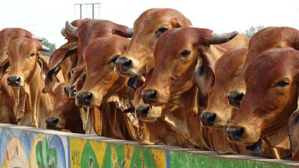 Animal Husbandry Sector As The Motor Of Indian Economy