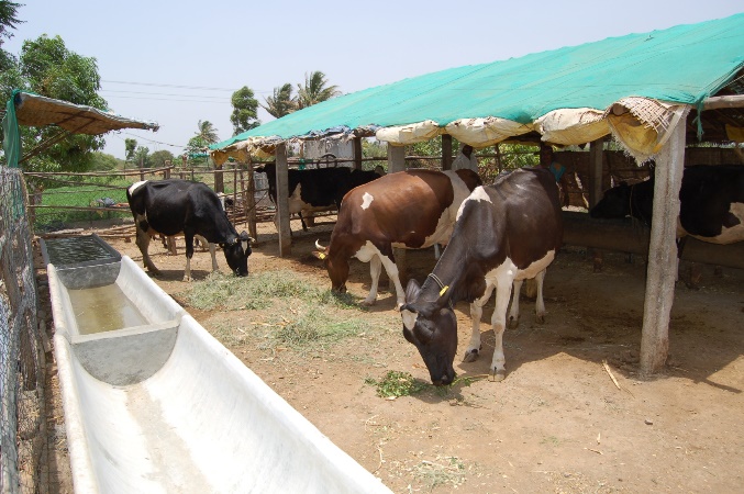 Cow Housing Important To Ensure Cow Comfort Optimum Fertility And Productivity Indiancattle 5995