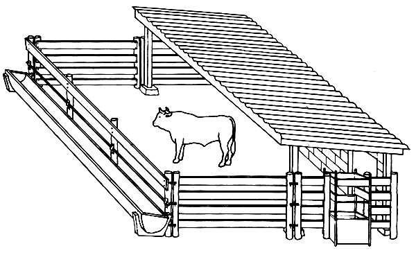 Cow Housing Important To Ensure Cow Comfort Optimum Fertility And Productivity Indiancattle 5070