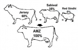 Development of Australian Milking Zebu » IndianCattle