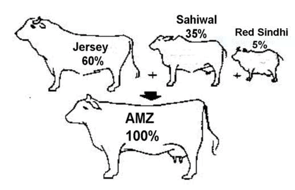 Development of Australian Milking Zebu