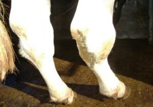 Cow Leg