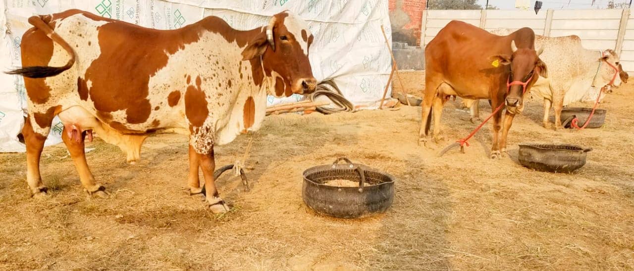 Tying or Tethering Animal is Cruelty Unknowingly Inflicted on Cows
