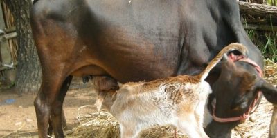 Kasaragod Cattle Breeds: