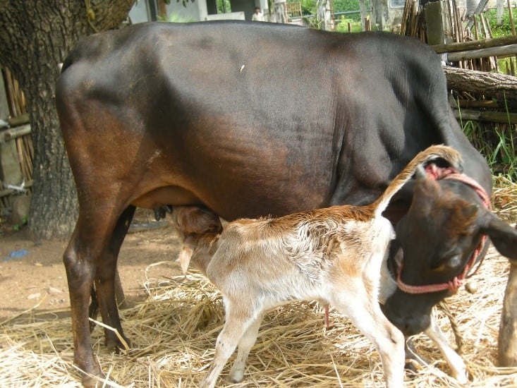 Kasaragod Cattle Breeds: