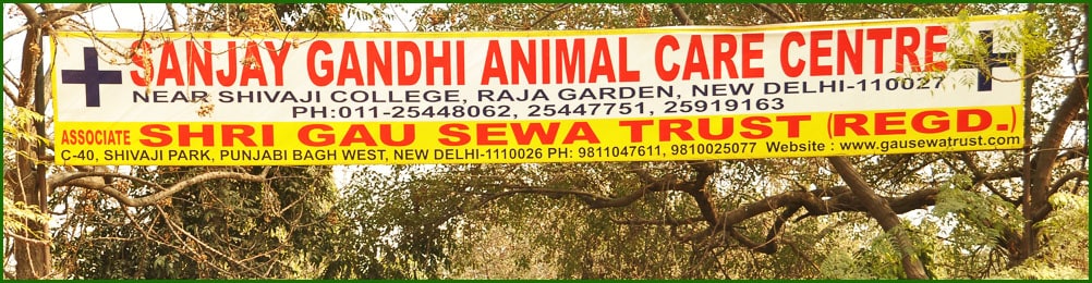 Sanjay Gandhi Animal Care Centre » Indian Cattle