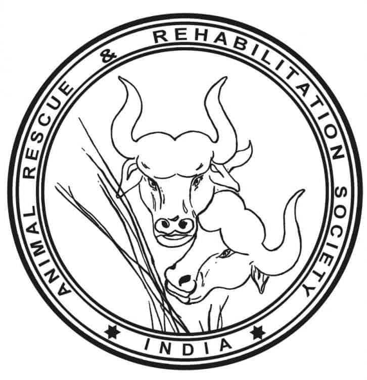 Animal Rescue & Rehabilitation Society, Hyderabad » Indian Cattle