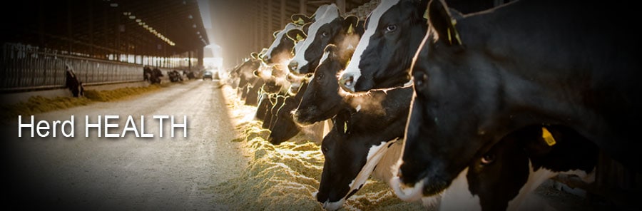 More Saliva Secretion - Healthy Rumen - Efficient Milk Production in Cows