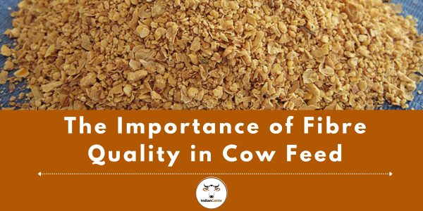 high fiber cattle feed