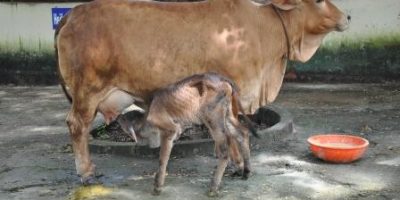 “Prevention & Treatment of Acidosis in Dairy Cattle and Small Ruminants”