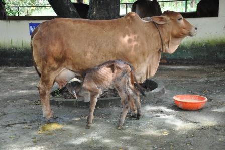 “Prevention & Treatment of Acidosis in Dairy Cattle and Small Ruminants”
