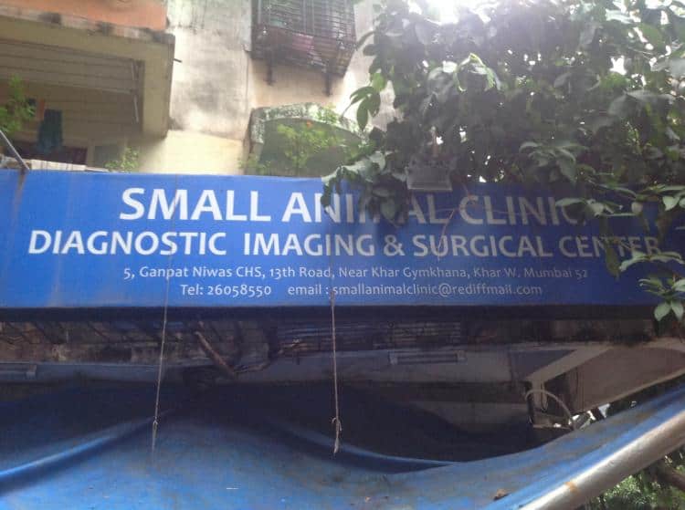 Small Animal Clinic Diagnostics Imaging & Surgical Centre (Khar W) » Indian  Cattle