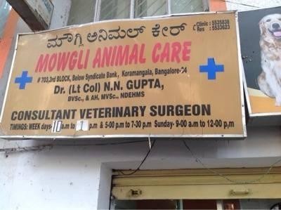 Mowgli Animal Care » Indian Cattle