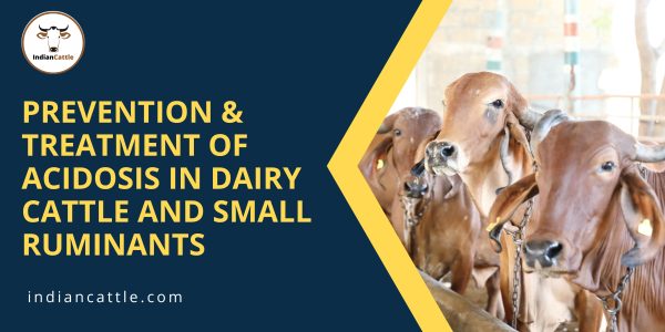 symptoms of acidosis in dairy cows