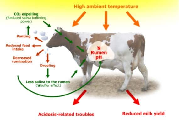 acidosis in dairy cattle