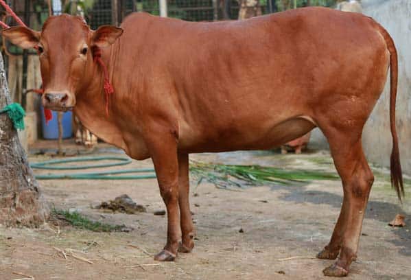 Vechur cattle
