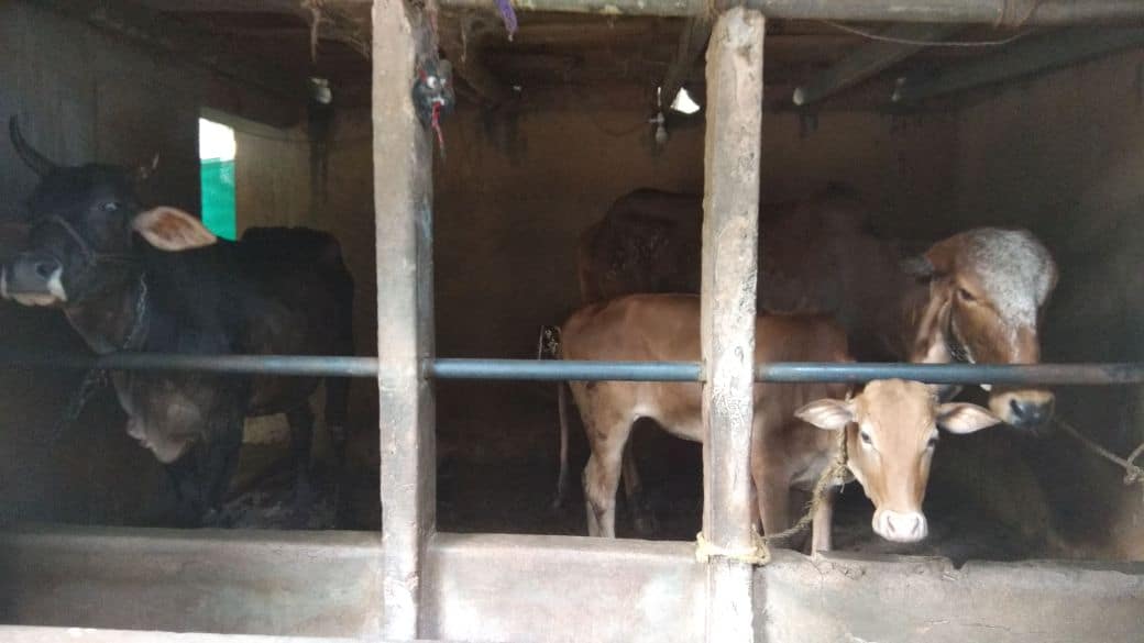 Harikrishna Gaushala Puthillam