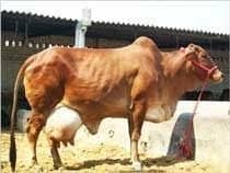 Kakkar Dairy Farm Karnal