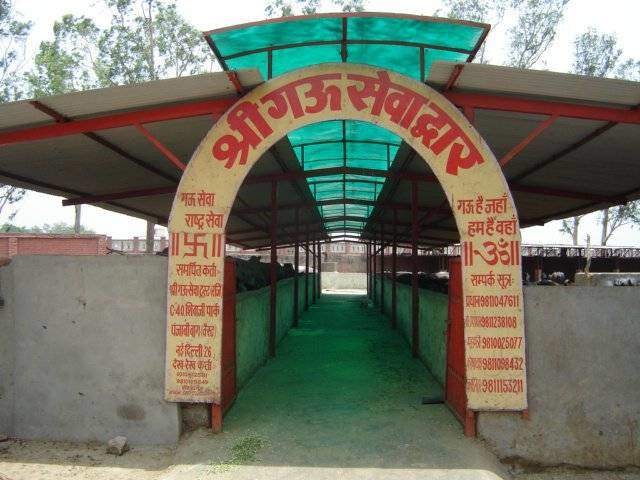 Sanjay Gandhi Animal Care Centre (WestDelhi) » Indian Cattle