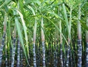 Sugarcane Tops