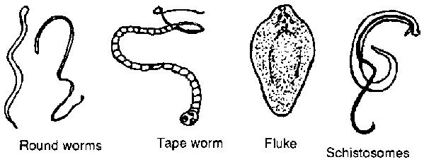 Worm and Insecticide