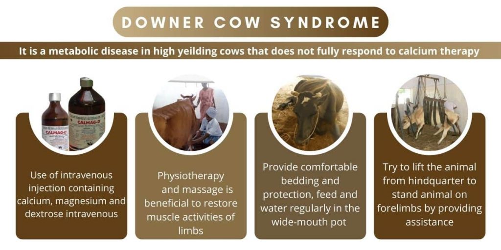 Downer Cow Syndrome in Cattle