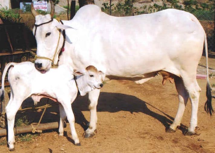 Hariana Breed Cow Produces Record Milk Yield