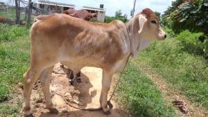 Livestock Insurance Scheme, Risk and Benefits » IndianCattle