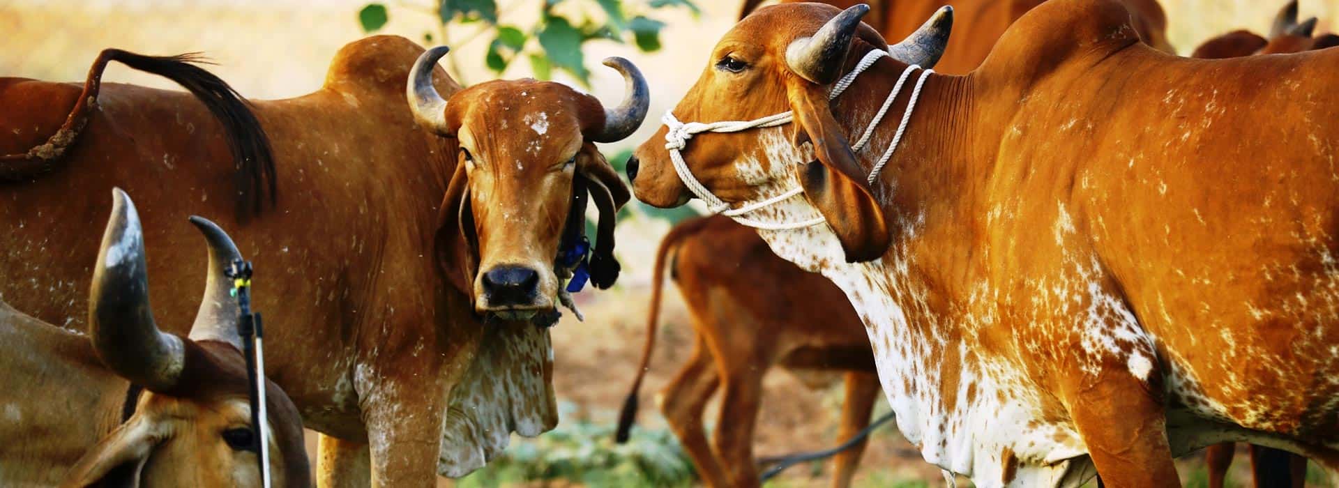 Medicinal and mythological importance of Indian cow