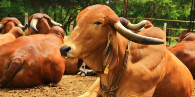 Cattle Based Economy
