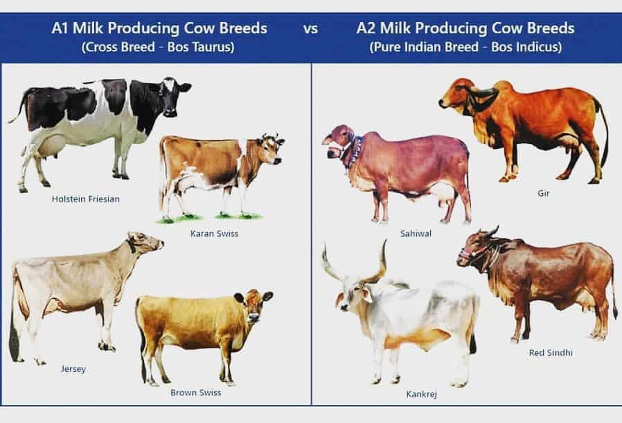 Dairy Farm Methods Of Dairy Cow Selection For Profitable Dairy Farming