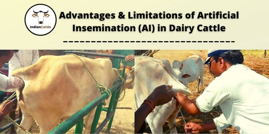 Artificial Insemination of Cattle Advantages and Disadvantages