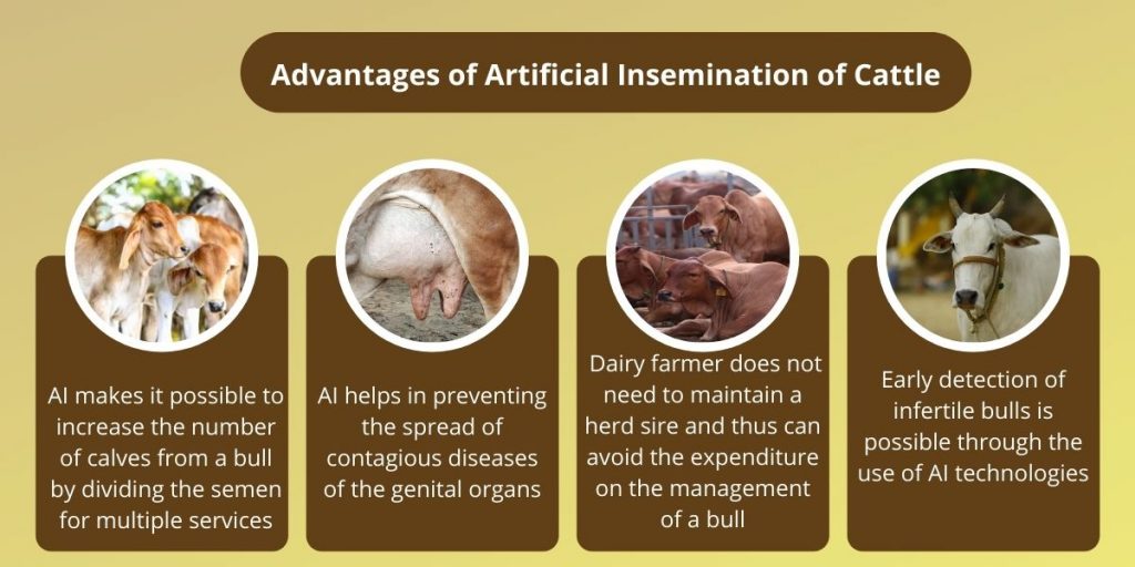 Advantages of Artificial Insemination of Cattle