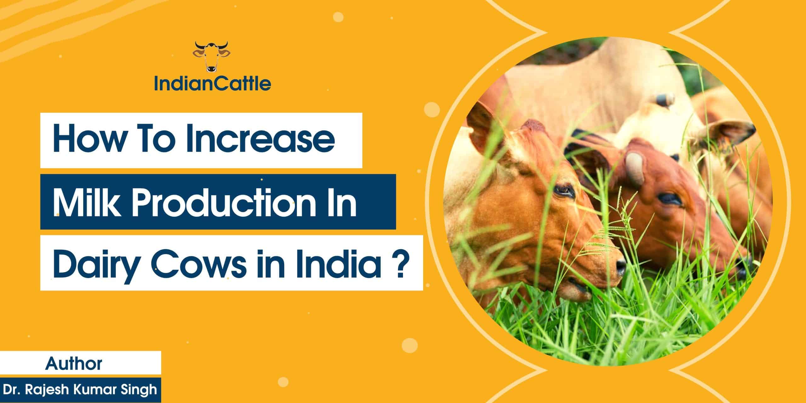 how to increase milk production in cows in india