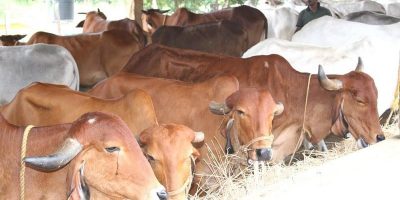 Loan for Dairy Farmers