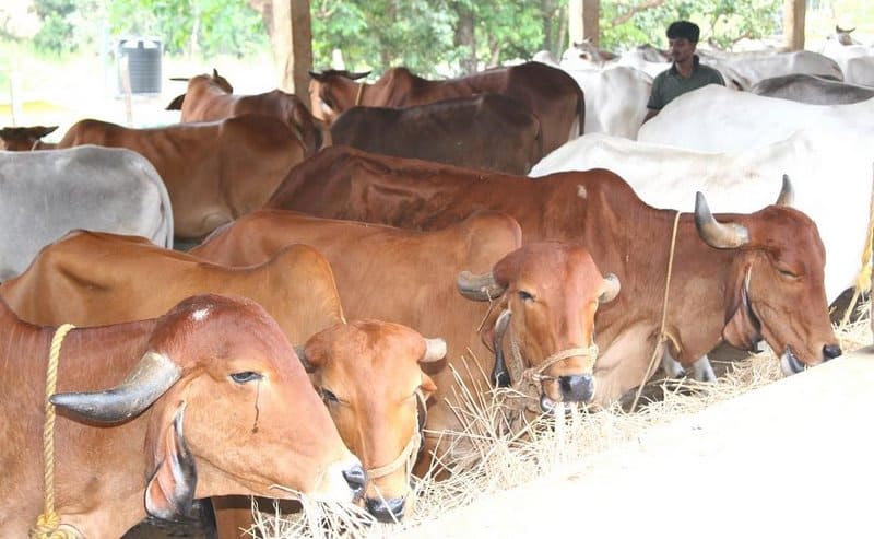 Loan for Dairy Farmers
