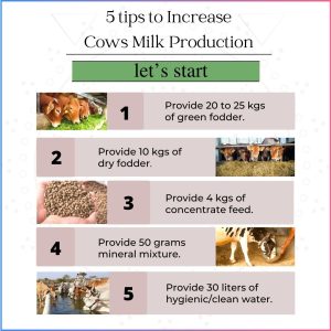 how to increase milk production in cows in india