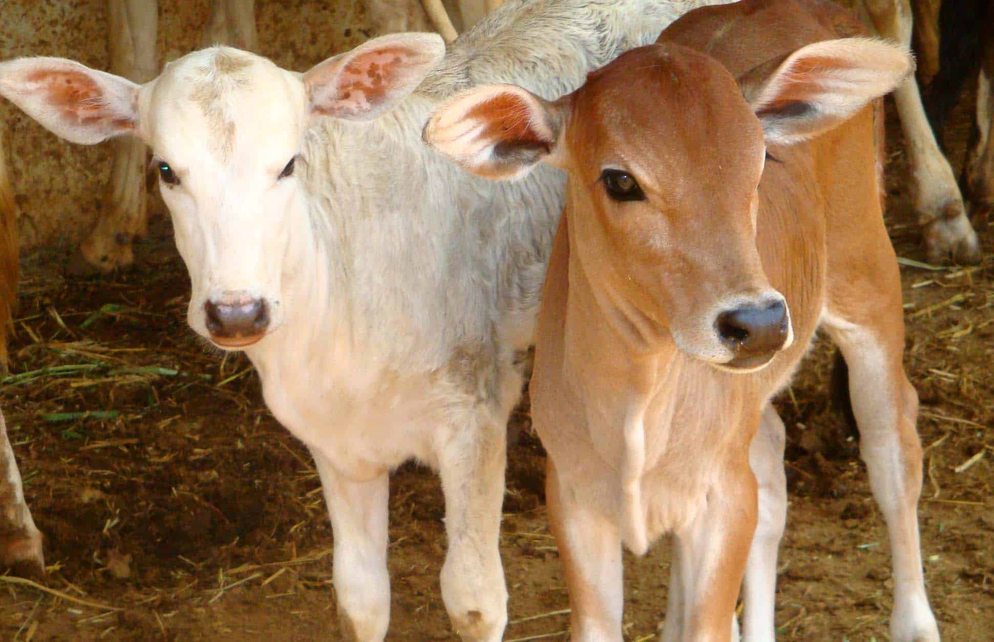 વાછરડાં-પાડીઓનો શારીરિક વિકાસ » Development of Calves