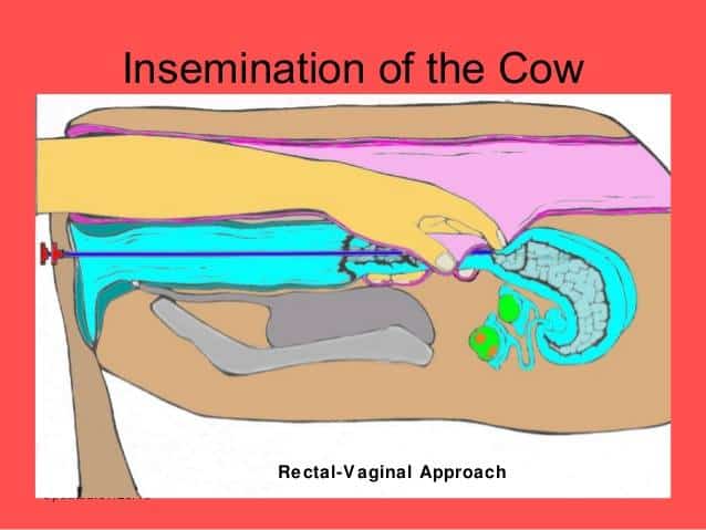 artificial insemination of cattle, artificial insemination