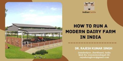 Modern Dairy Farm in India