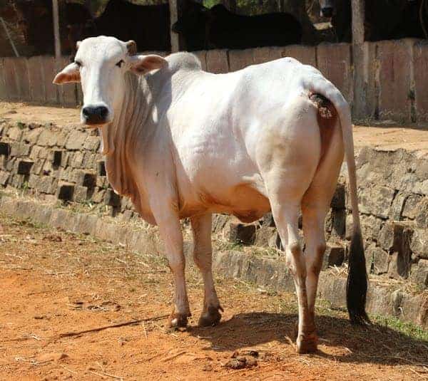 Gaolao Cattle Breed