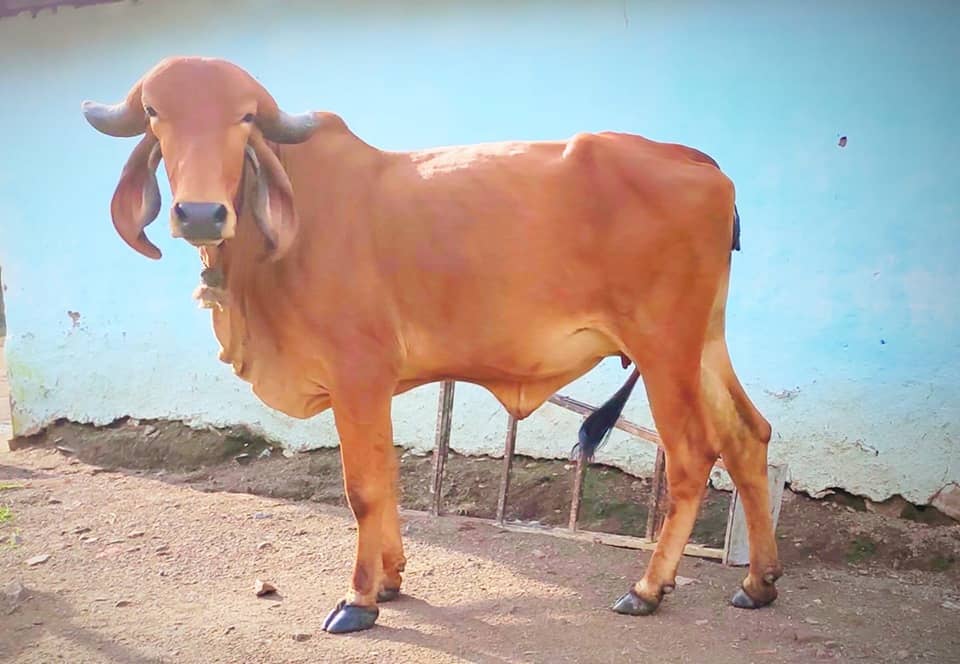 Intaj Cow Jairaj Farm » Indian Cattle