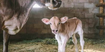 Newborn Calf Management