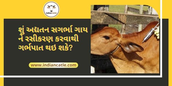 Pregnant cow Vaccination