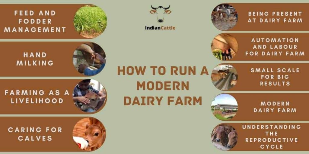 Modern Dairy farm